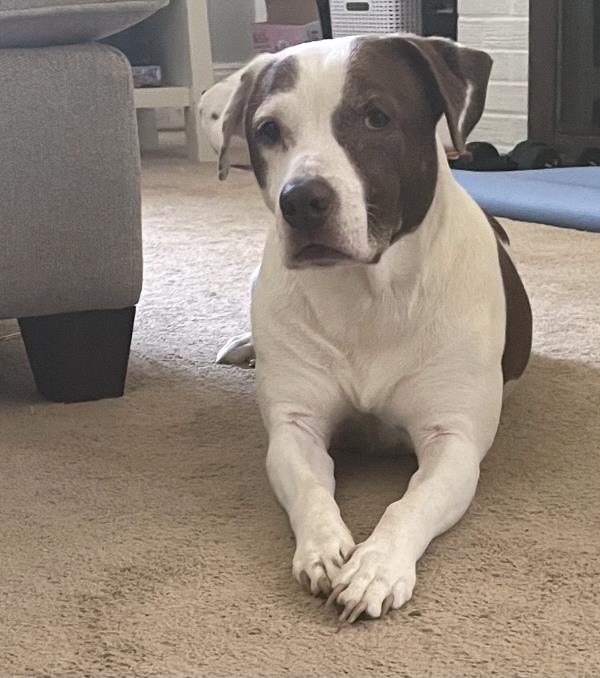 /Images/uploads/Mid County Chamber of Commerce/pet-mayor-2022/entries/23737thumb.jpg